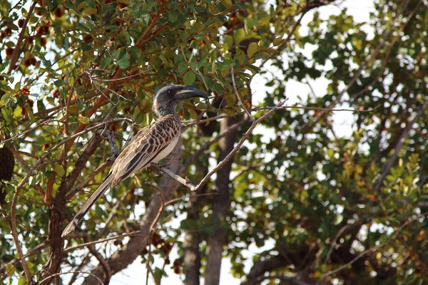 Grautoko African Grey Hornbill Tockus Nasutus — Stock Photo, Image