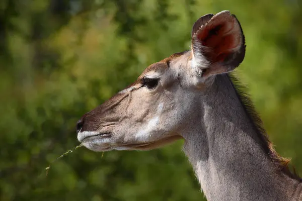 Grosser Kudu Greater Kudu Tragelaphus Strepsiceros — Fotografia de Stock