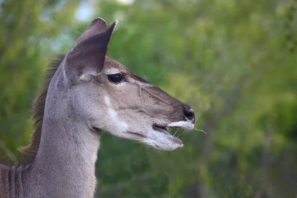 Grosser Kudu Greater Kudu Tragelaphus Strepsiceros —  Fotos de Stock