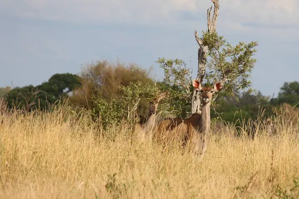 Grosser Kudu Större Kudu Tragelaphus Strepsiceros — Stockfoto