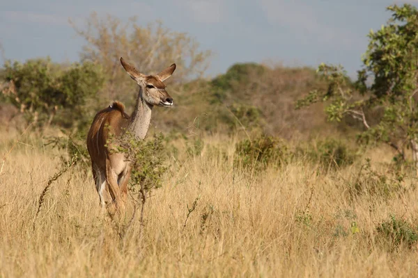 Grosser Kudu Μεγαλύτερη Kudu Tragelaphus Strepsiceros — Φωτογραφία Αρχείου