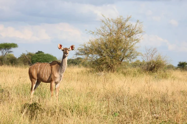 Grosser Kudu Greater Kudu Trgelaphus Strpsiceros — ストック写真