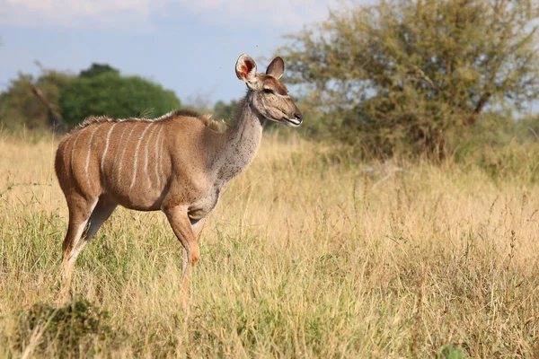 Grosser Kudu Greater Kudu Tragelaphus Strepsiceros — Stok fotoğraf