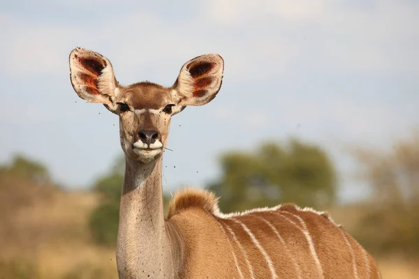 Grosser Kudu Greater Kudu Tragelaphus Strepsiceros — Foto de Stock