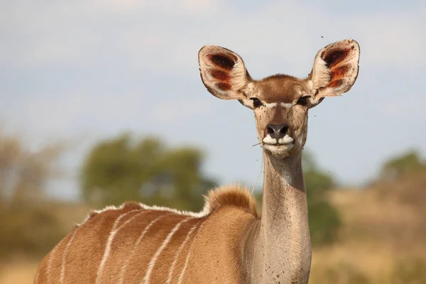 Grosser Kudu Greater Kudu Tragelaphus Strepsiceros — Fotografia de Stock