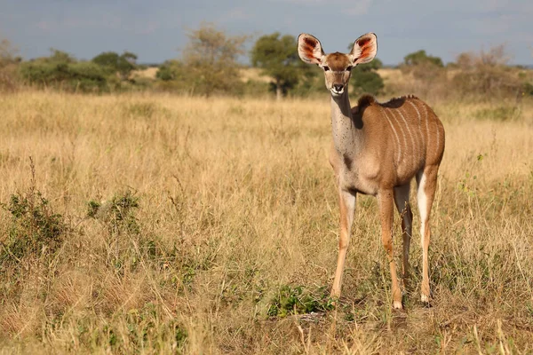 Grosser Kudu Greater Kudu Tragelaphus Strepsiceros — стокове фото