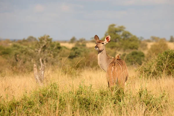 Grosser Kudu Greater Kudu Trgelaphus Strpsiceros — ストック写真