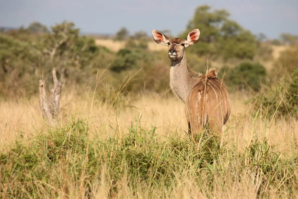 Grosser Kudu Greater Kudu Tragelaphus Strepsiceros — Foto Stock