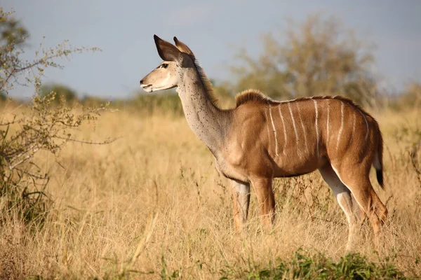 Grosser Kudu Greater Kudu Trgelaphus Strpsiceros — ストック写真