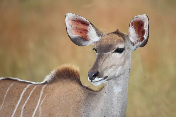 Grosser Kudu Greater Kudu Tragelaphus Strepsiceros — Stok fotoğraf