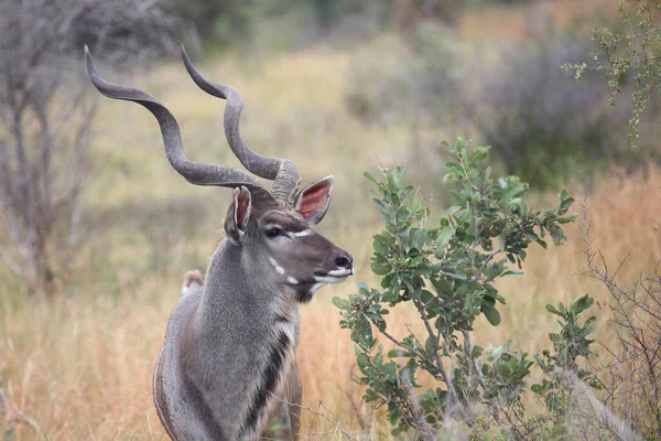 Grosser Kudu Grand Kudu Tragelaphus Strepsiceros — Photo