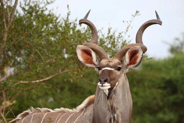 Grosser Kudu Groter Kudu Tragelaphus Strepsiceros — Stockfoto