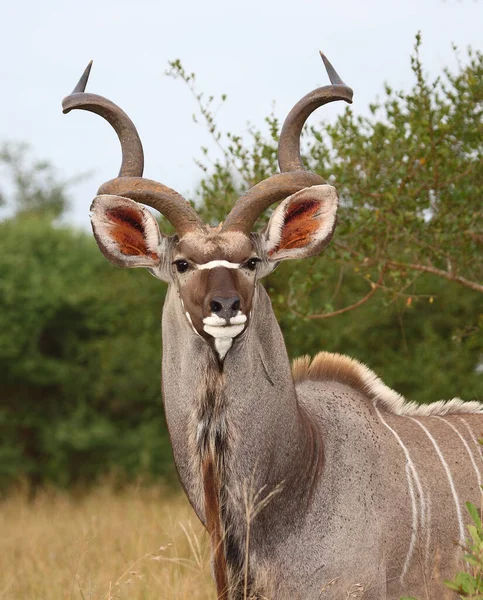 Grosser Kudu Greater Kudu Tragelaphus Strepsiceros — Stok fotoğraf