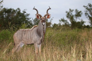 Grosser Kudu / Greater kudu / Tragelaphus strepsiceros