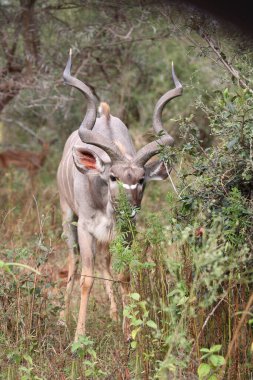 Grosser Kudu / Greater kudu / Tragelaphus strepsiceros