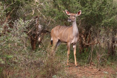 Grosser Kudu / Greater kudu / Tragelaphus strepsiceros