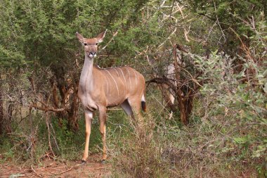 Grosser Kudu / Greater kudu / Tragelaphus strepsiceros