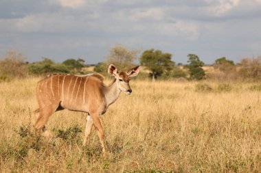 Grosser Kudu / Greater kudu / Tragelaphus strepsiceros