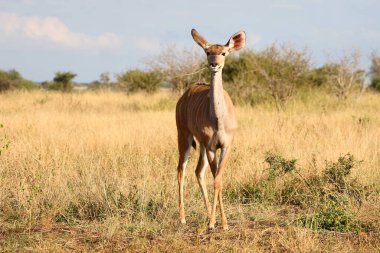 Grosser Kudu / Greater kudu / Tragelaphus strepsiceros