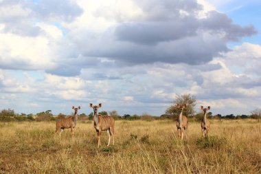 Grosser Kudu / Greater kudu / Tragelaphus strepsiceros