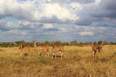 Grosser Kudu / Greater kudu / Tragelaphus strepsiceros