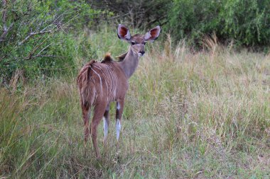 Grosser Kudu / Greater kudu / Tragelaphus strepsiceros