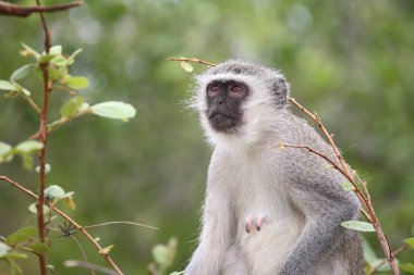 Gruene Meerkatze / Vervet monkey / Cercopithecus aethiops