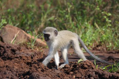 Gruene Meerkatze / Vervet monkey / Cercopithecus aethiops
