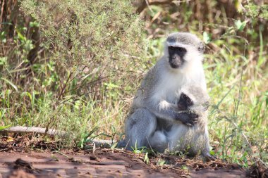 Gruene Meerkatze / Vervet monkey / Cercopithecus aethiops