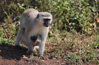 Gruene Meerkatze / Vervet monkey / Cercopithecus aethiops