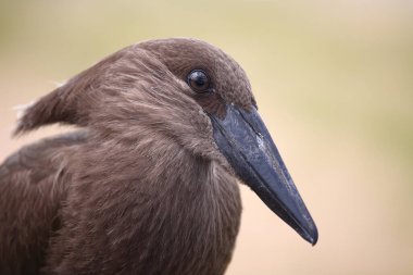 Hammerkopf / Hamerkop / Scopus umbretta