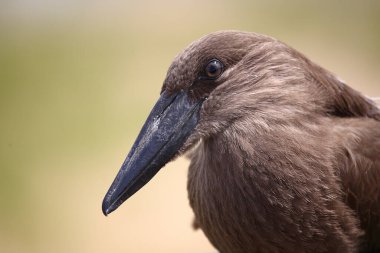 Hammerkopf / Hamerkop / Scopus umbretta