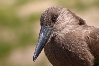 Hammerkopf / Hamerkop / Scopus umbretta