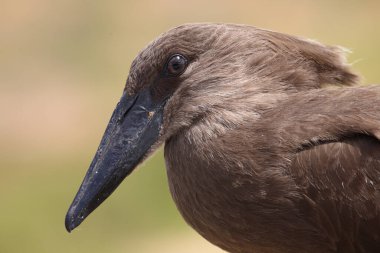 Hammerkopf / Hamerkop / Scopus umbretta