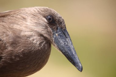 Hammerkopf / Hamerkop / Scopus umbretta
