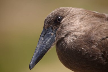 Hammerkopf / Hamerkop / Scopus umbretta