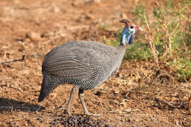 Helmperlhuhn / Helmeted guineafowl / Numida meleagris 