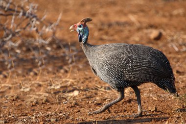 Helmperlhuhn / Helmeted guineafowl / Numida meleagris 