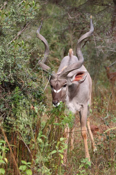 Grosser Kudu Greater Kudu Tragelaphus Strepsiceros — 스톡 사진