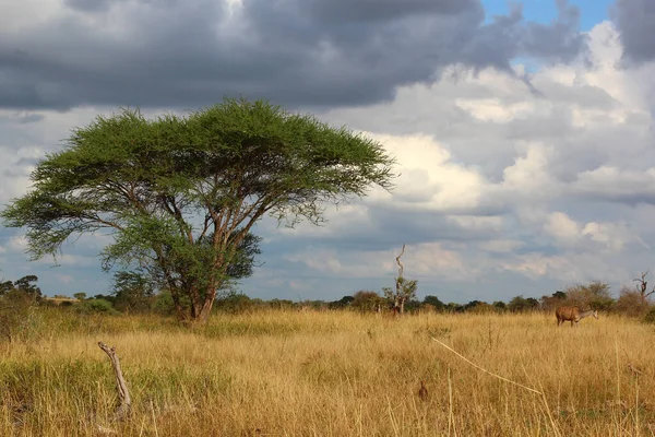 Grosser Kudu Greater Kudu Tragelaphus Strepsiceros — Zdjęcie stockowe