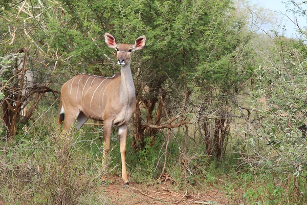 Grosser Kudu Μεγαλύτερη Kudu Tragelaphus Strepsiceros — Φωτογραφία Αρχείου