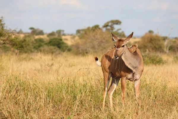 Grosser Kudu Groter Kudu Tragelaphus Strepsiceros — Stockfoto