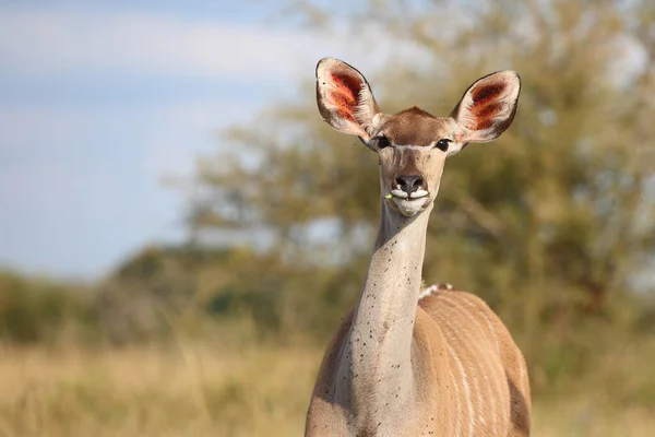 Grosser Kudu Större Kudu Tragelaphus Strepsiceros — Stockfoto
