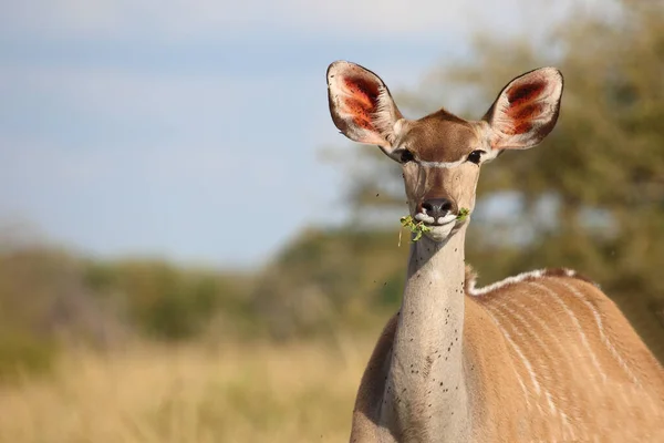 Grosser Kudu Greater Kudu Tragelaphus Strepsiceros — 스톡 사진