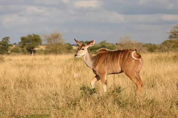 Grosser Kudu Greater Kudu Tragelaphus Strepsiceros — 스톡 사진