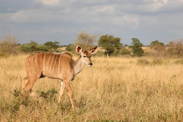 Grosser Kudu Greater Kudu Tragelaphus Strepsiceros — Fotografia de Stock