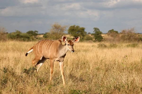 Grosser Kudu Greater Kudu Trgelaphus Strpsiceros — ストック写真