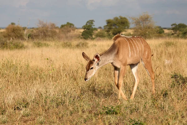 Grosser Kudu Greater Kudu Tragelaphus Strepsiceros — Zdjęcie stockowe