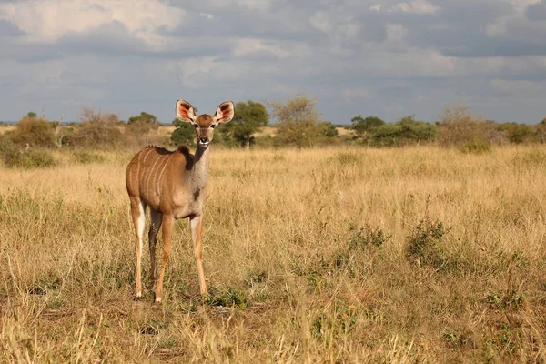 Grosser Kudu Greater Kudu Trgelaphus Strpsiceros — ストック写真
