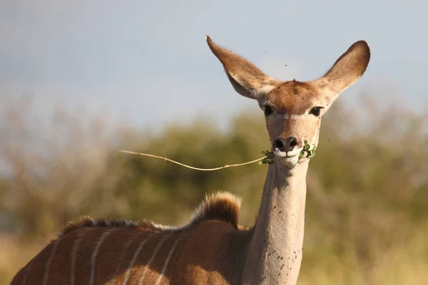Grosser Kudu Greater Kudu Tragelaphus Strepsiceros — Foto Stock